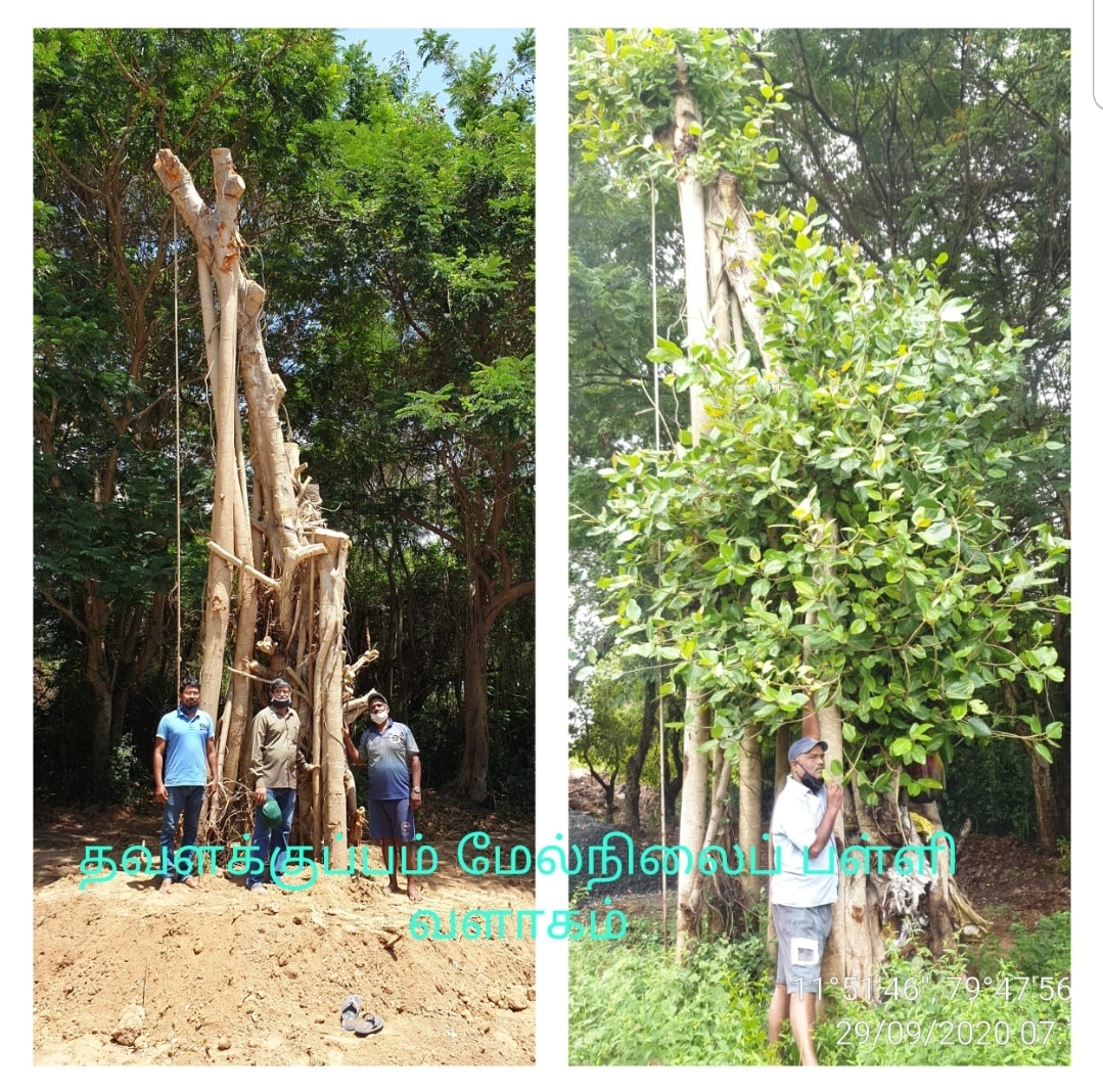 Tree Ambulance in Puducherry | Shifting & Replanting Old Trees | DSC Society