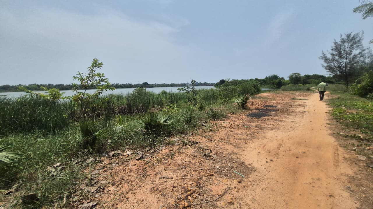 Palm Tree Plantation in Puducherry & Tamil Nadu | DSC Society