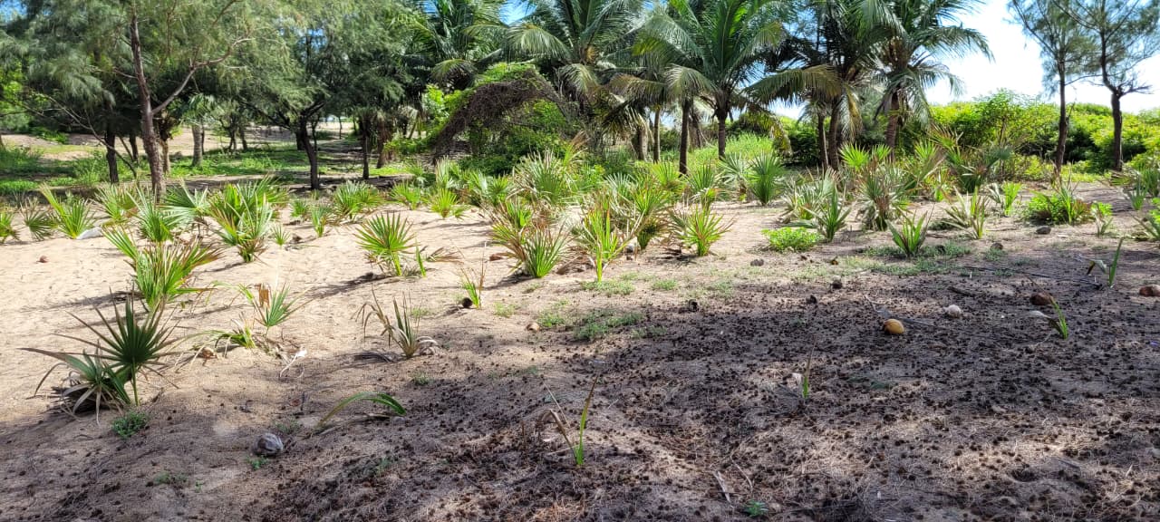 Palm Tree Plantation in Puducherry & Tamil Nadu | DSC Society