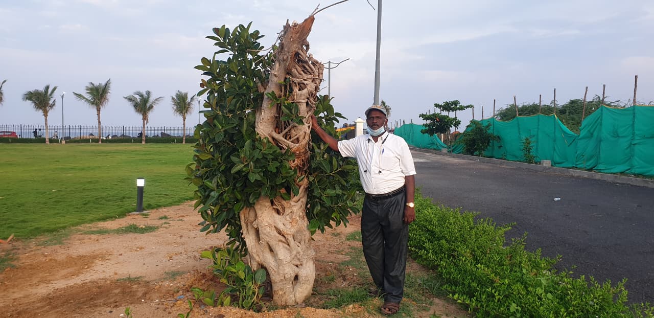Tree Ambulance in Puducherry | Shifting & Replanting Old Trees | DSC Society