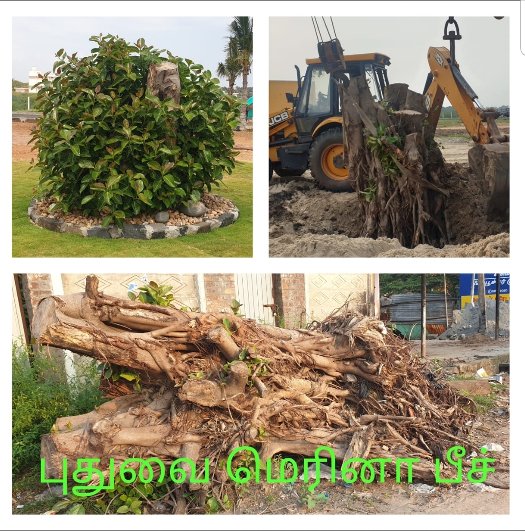 Tree Ambulance in Puducherry | Shifting & Replanting Old Trees | DSC Society