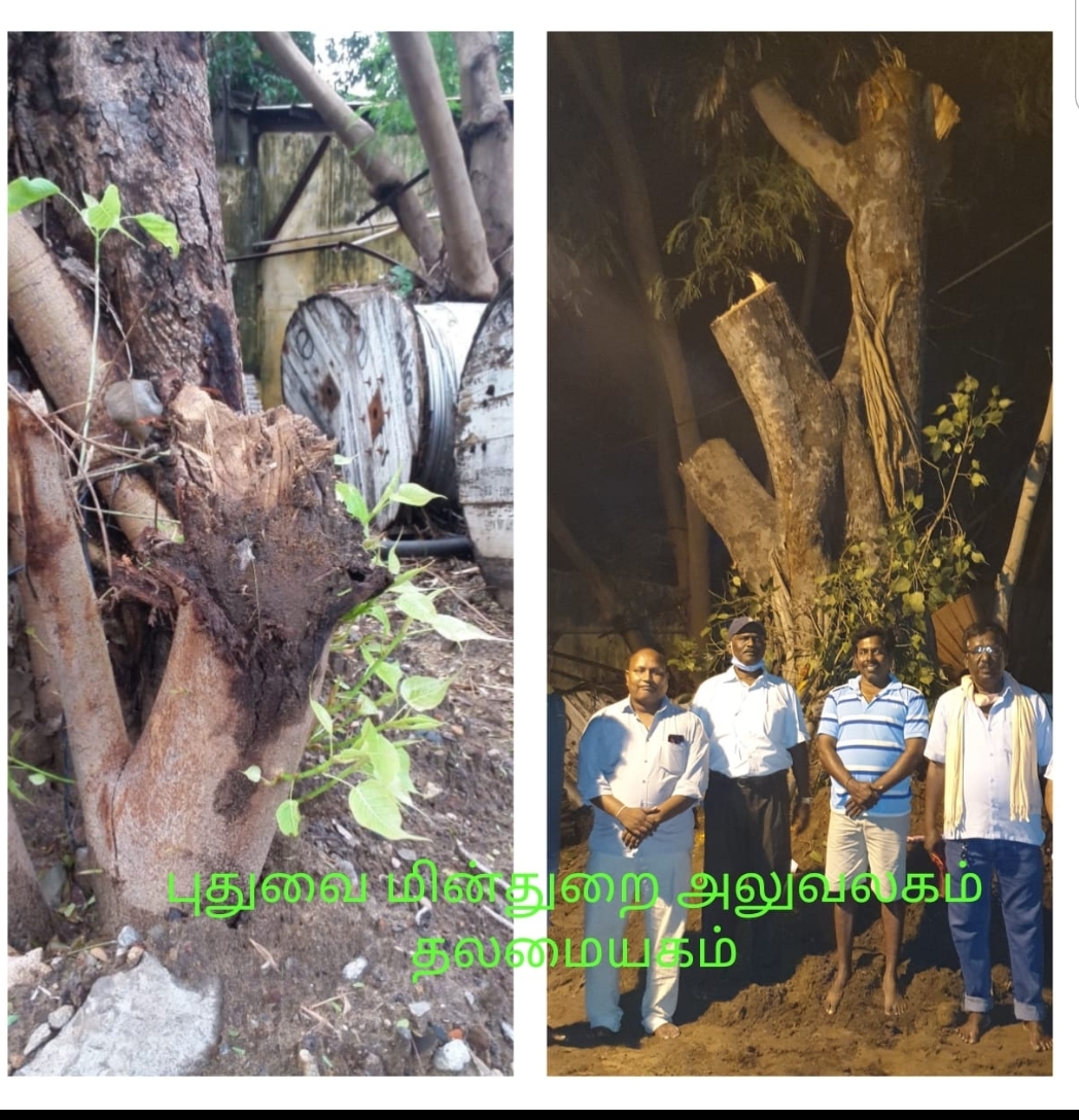 Tree Ambulance in Puducherry | Shifting & Replanting Old Trees | DSC Society