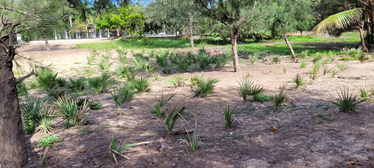 Palm Tree Plantation in Puducherry & Tamil Nadu | DSC Society