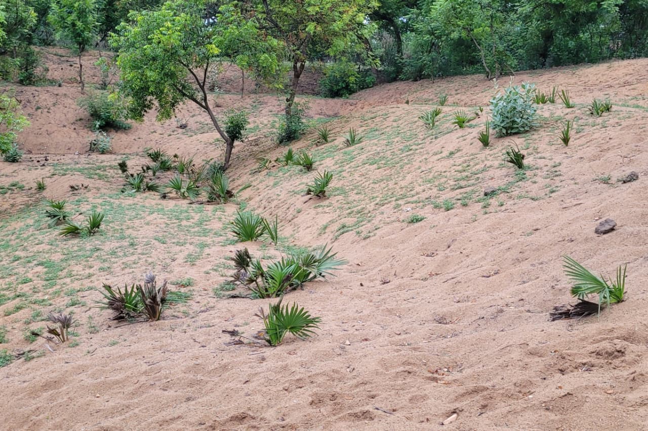 Palm Tree Plantation in Puducherry & Tamil Nadu | DSC Society