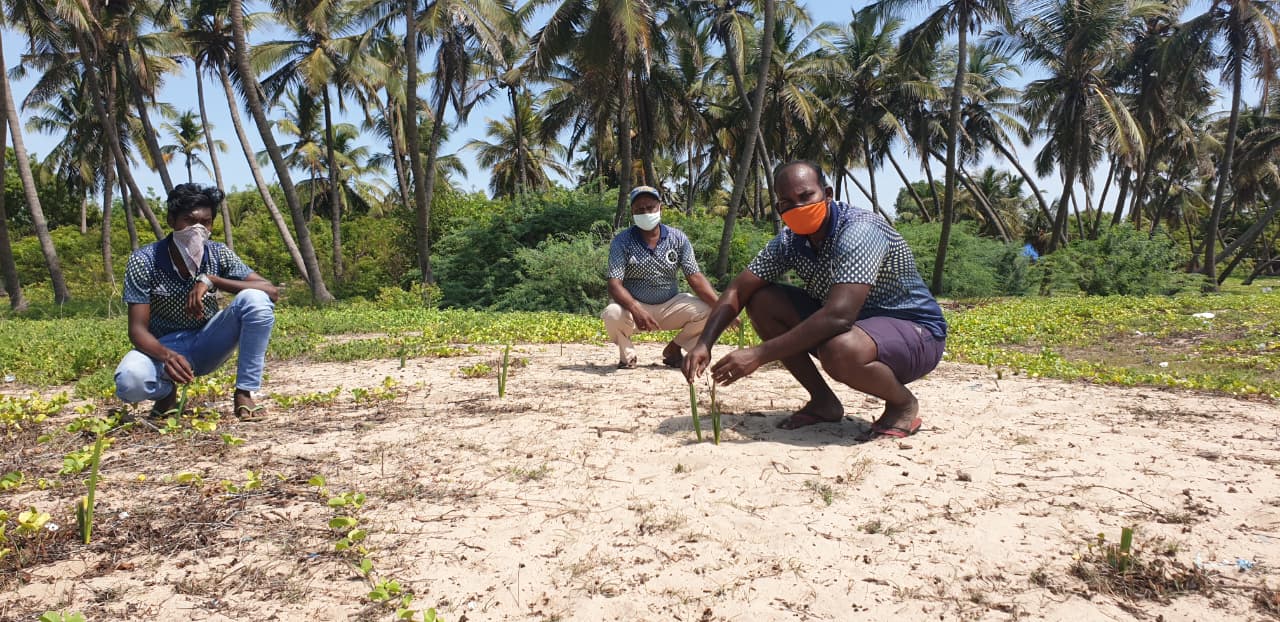 Palm Tree Plantation in Puducherry & Tamil Nadu | DSC Society