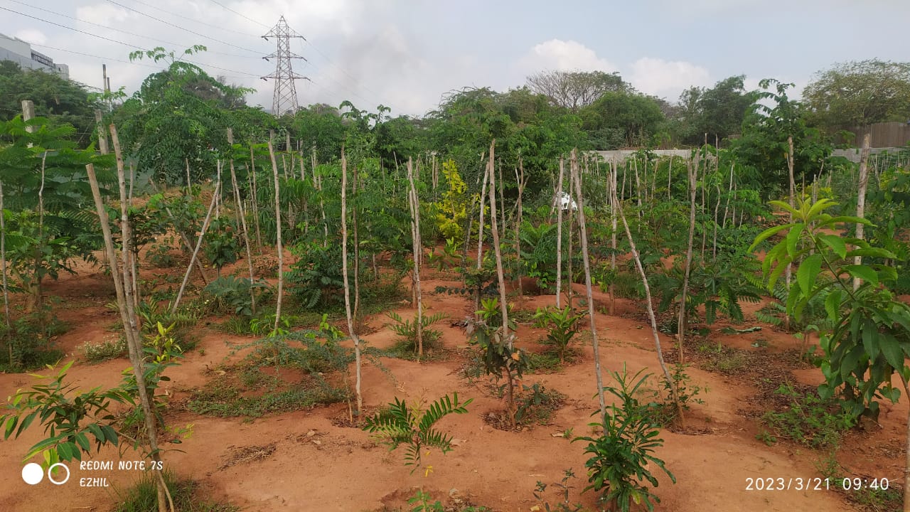 Create Your Own Miyawaki Mini Forest in Puducherry | DSC Society
