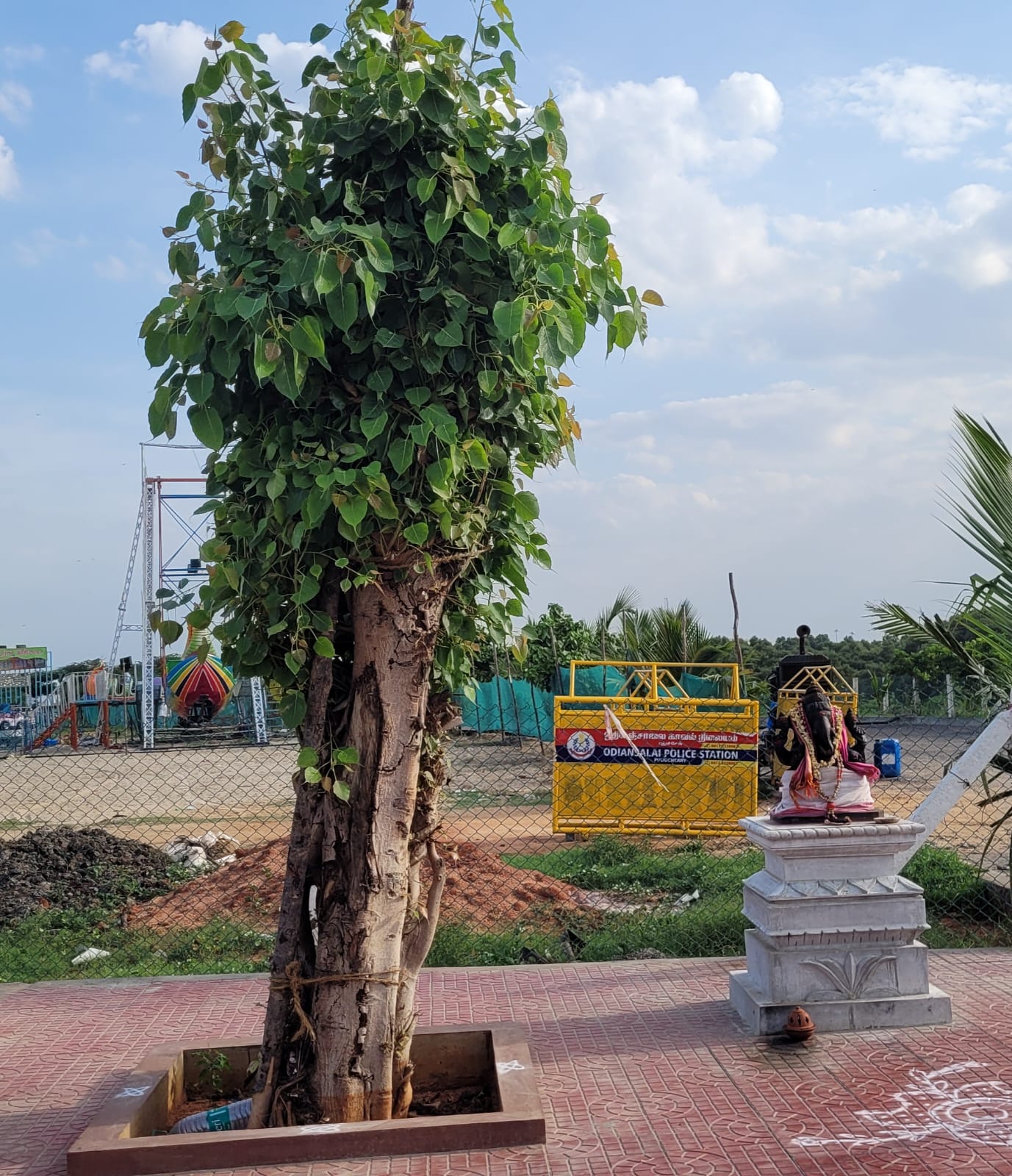Tree Ambulance in Puducherry | Shifting & Replanting Old Trees | DSC Society