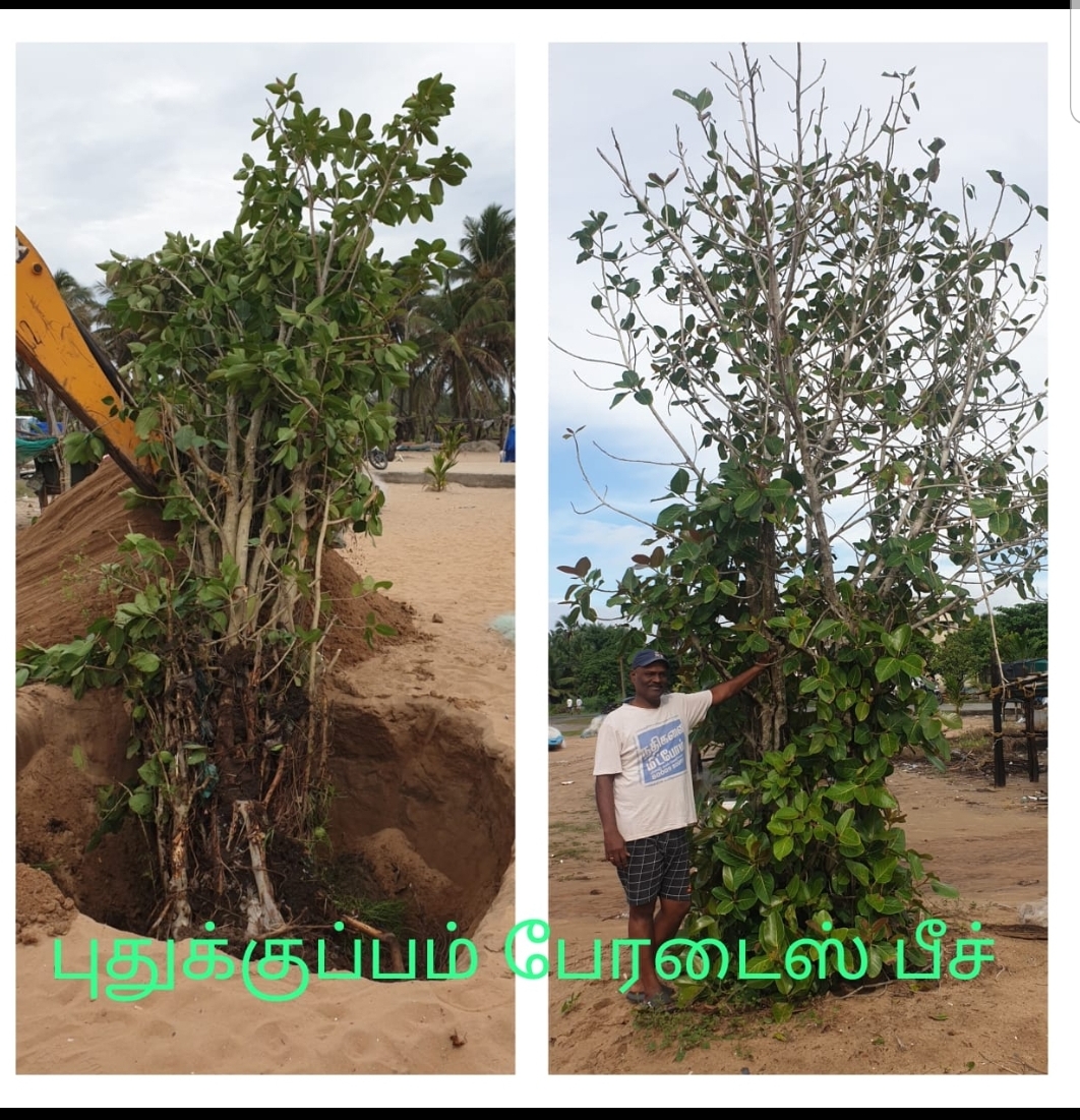 Tree Ambulance in Puducherry | Shifting & Replanting Old Trees | DSC Society