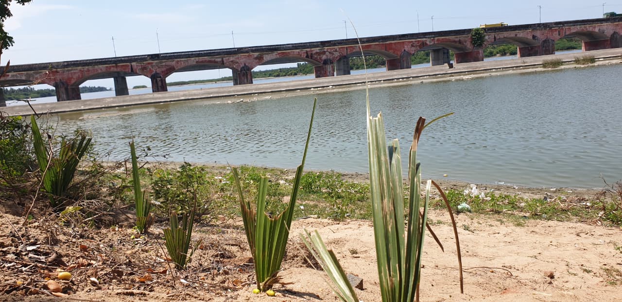 Palm Tree Plantation in Puducherry & Tamil Nadu | DSC Society