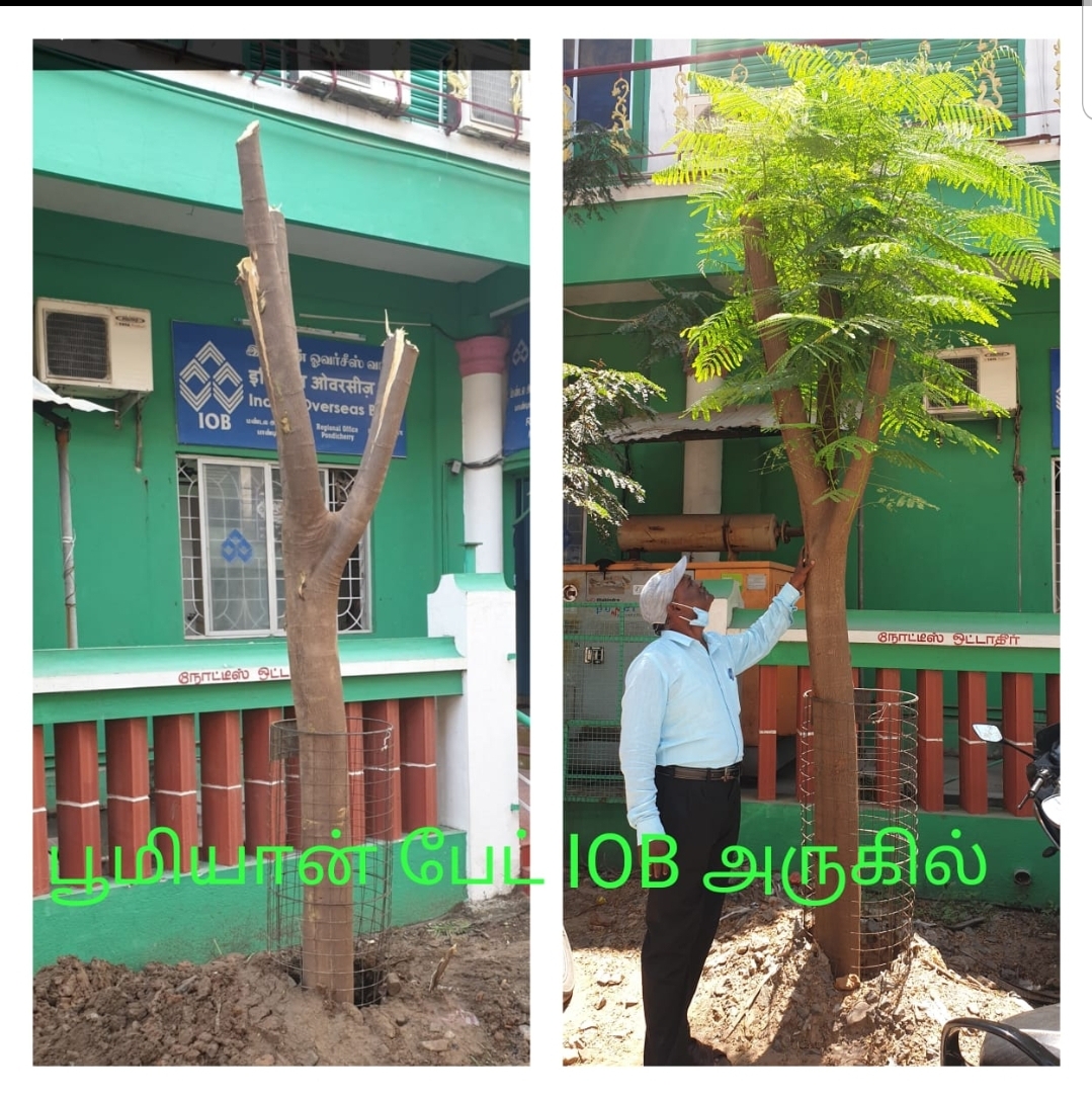 Tree Ambulance in Puducherry | Shifting & Replanting Old Trees | DSC Society